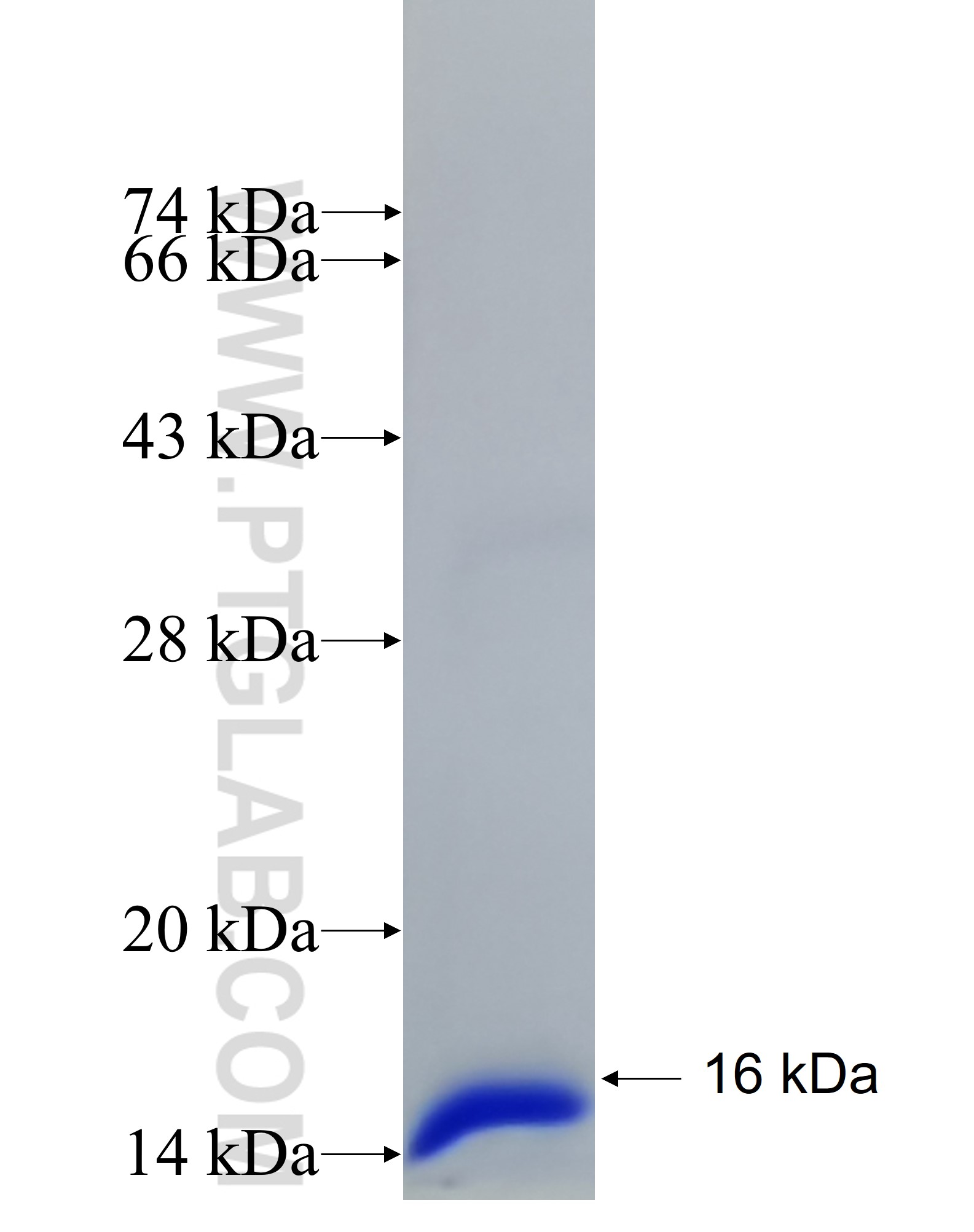 TIMM10 fusion protein Ag33189 SDS-PAGE