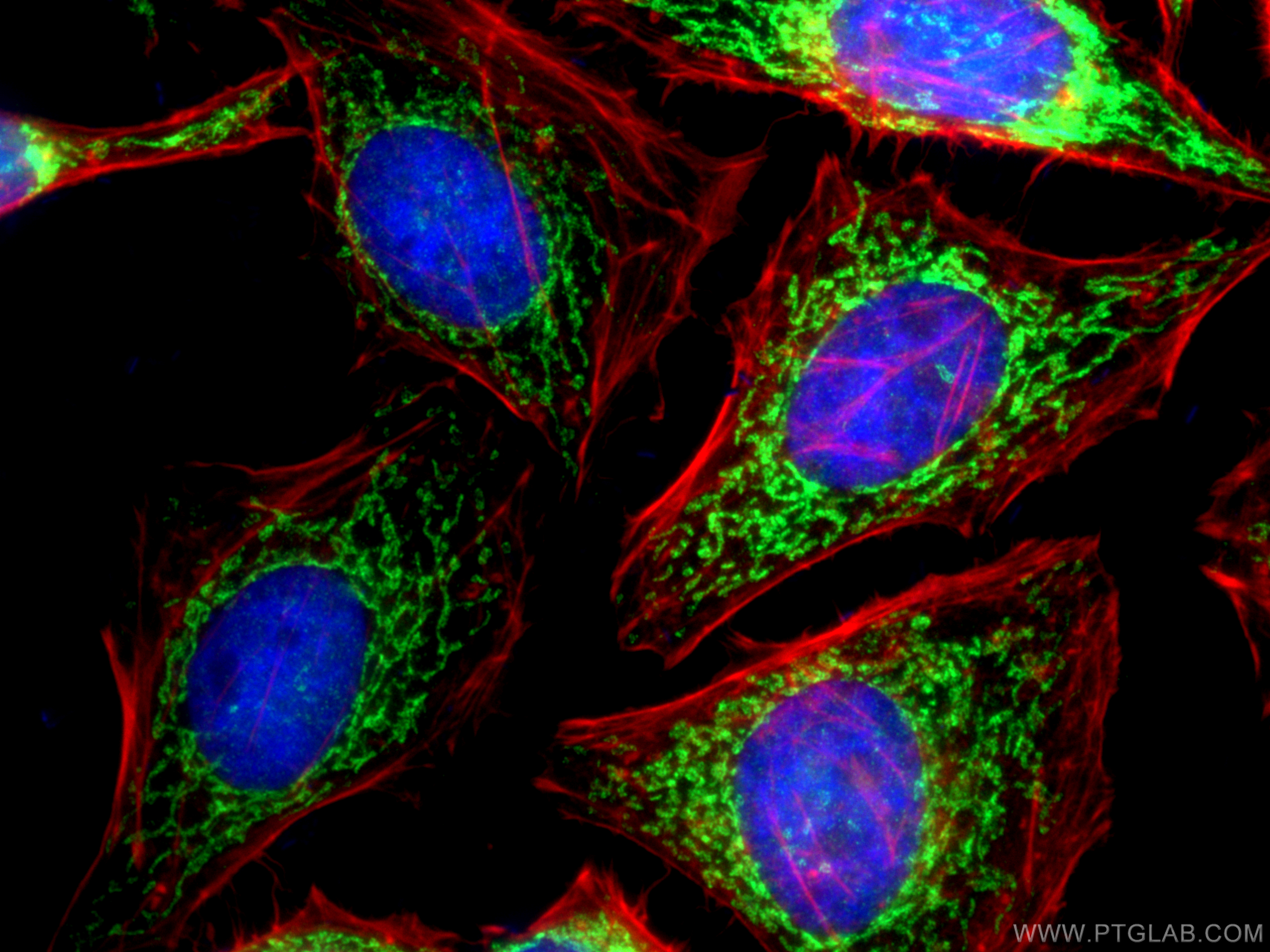 IF Staining of HepG2 using 11973-1-AP