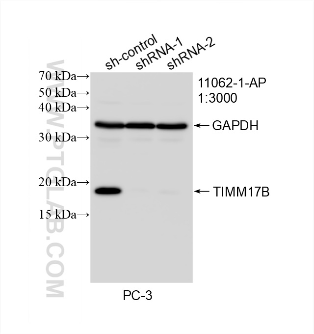 WB analysis of PC-3 using 11062-1-AP