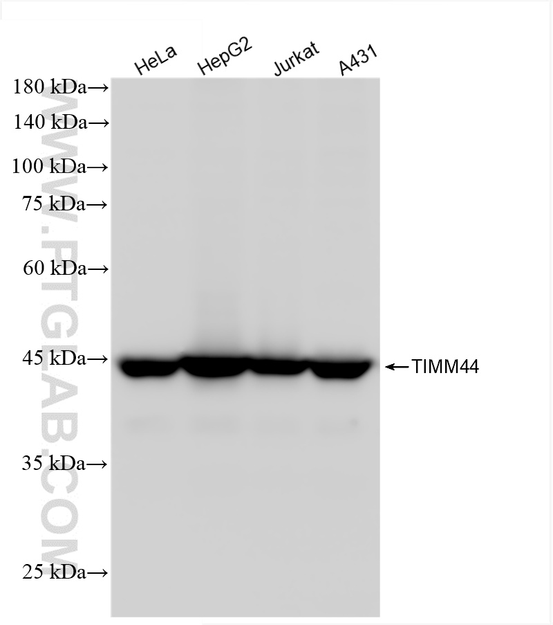 WB analysis using 85134-5-RR (same clone as 85134-5-PBS)