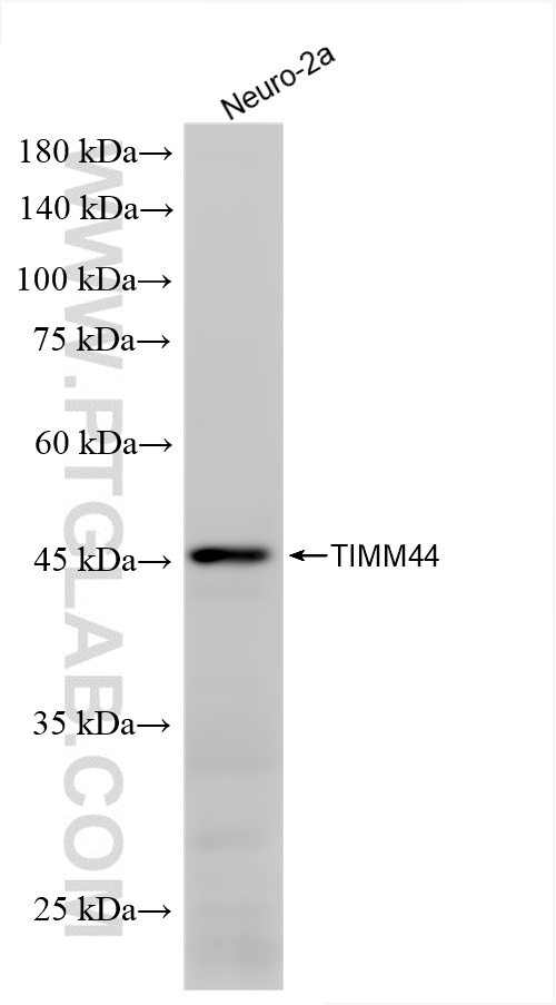 WB analysis of Neuro-2a using 85134-5-RR (same clone as 85134-5-PBS)
