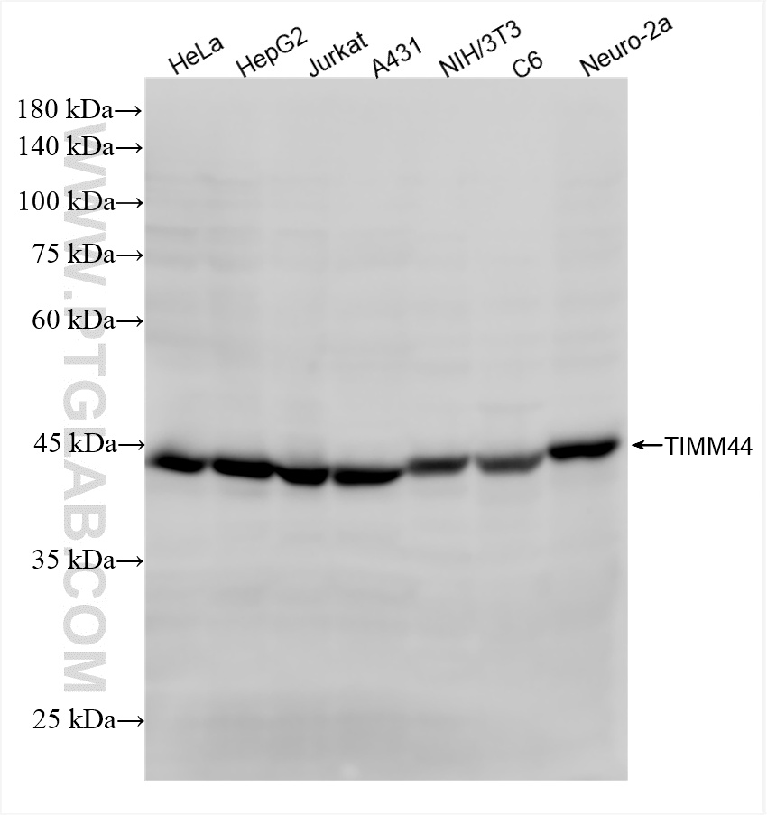 WB analysis using 85134-6-RR (same clone as 85134-6-PBS)