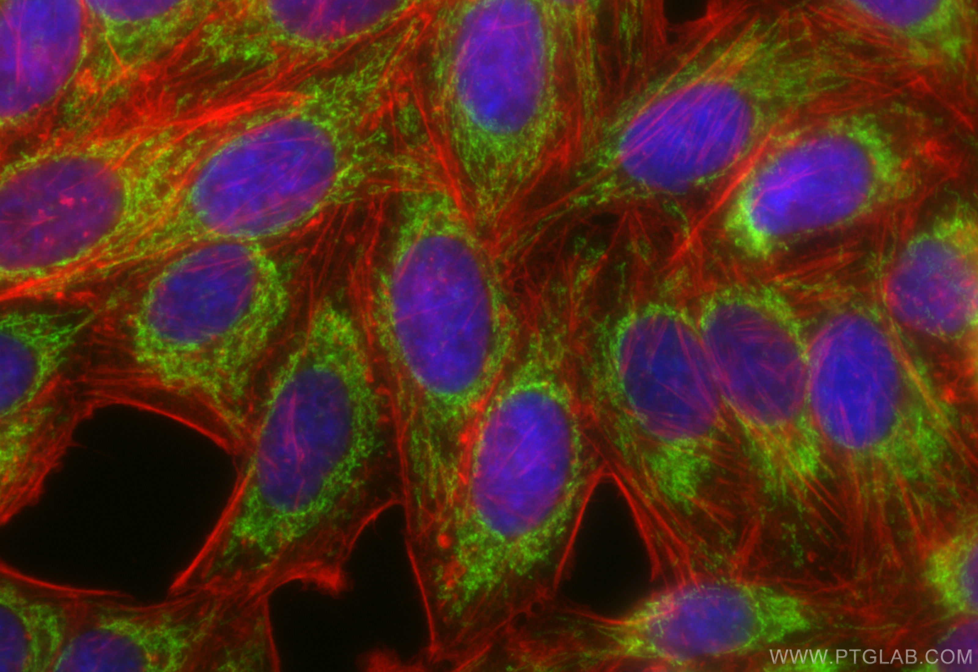 IF Staining of HepG2 using CL488-85134-5