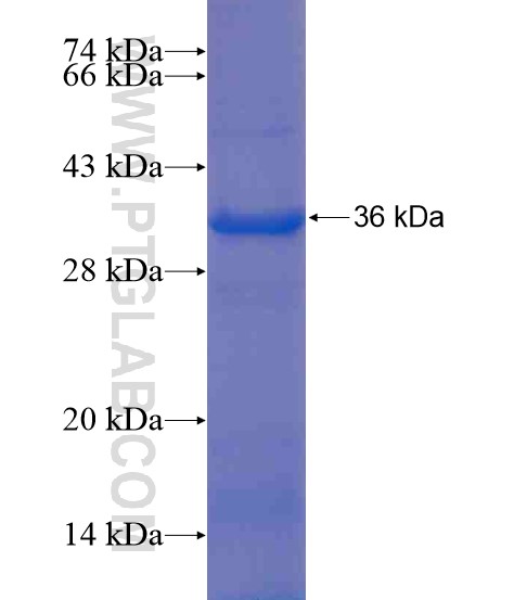 TIMM44 fusion protein Ag21389 SDS-PAGE