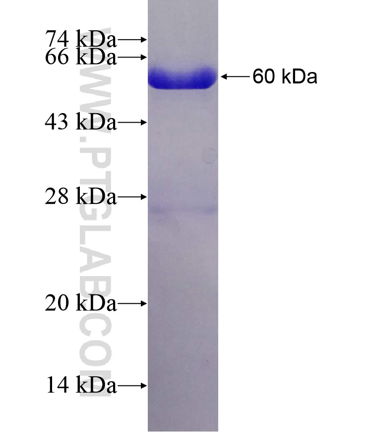 TIMM44 fusion protein Ag4834 SDS-PAGE