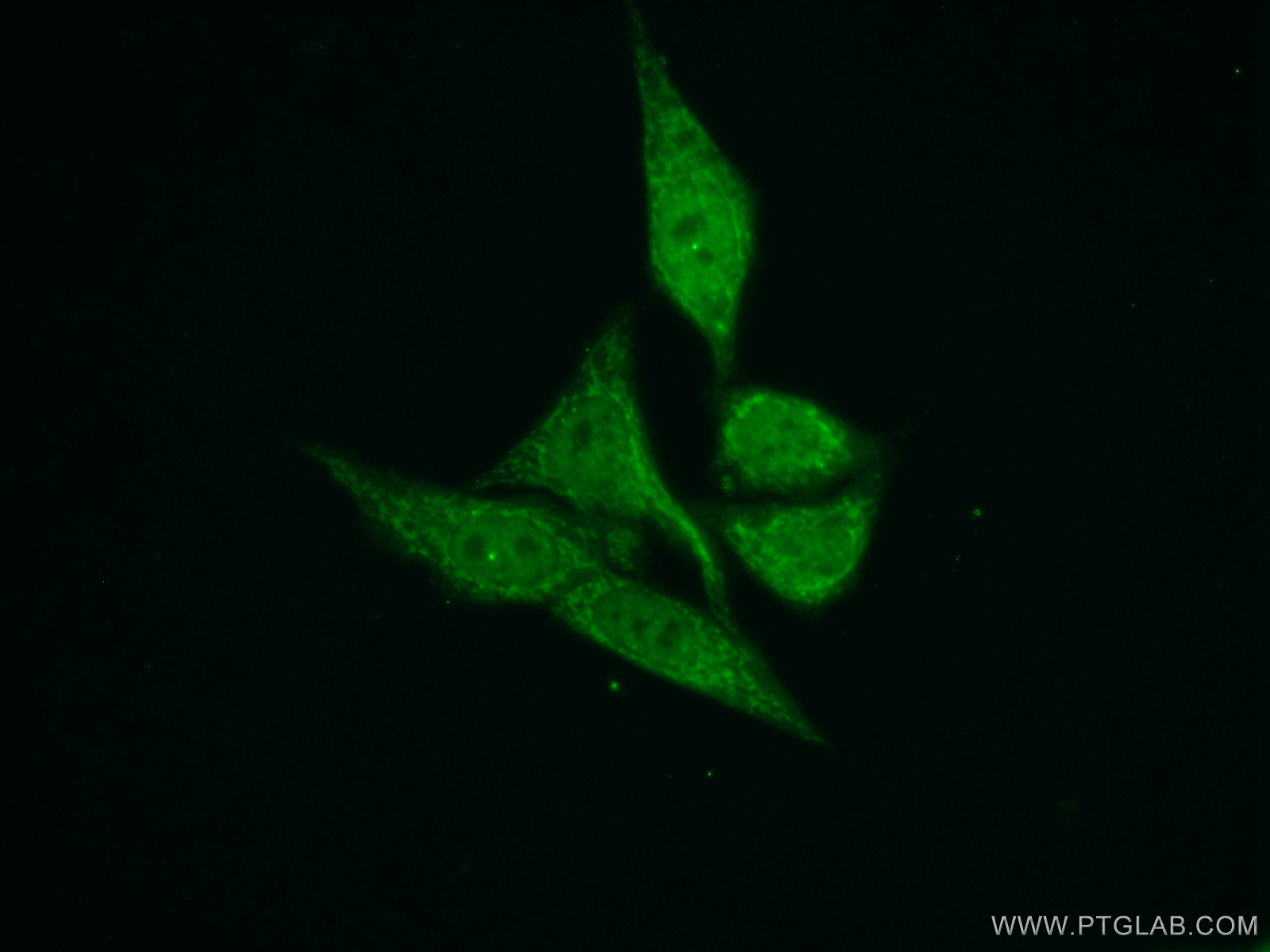 IF Staining of HepG2 using 22229-1-AP