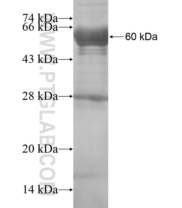 TIMM50 fusion protein Ag17574 SDS-PAGE