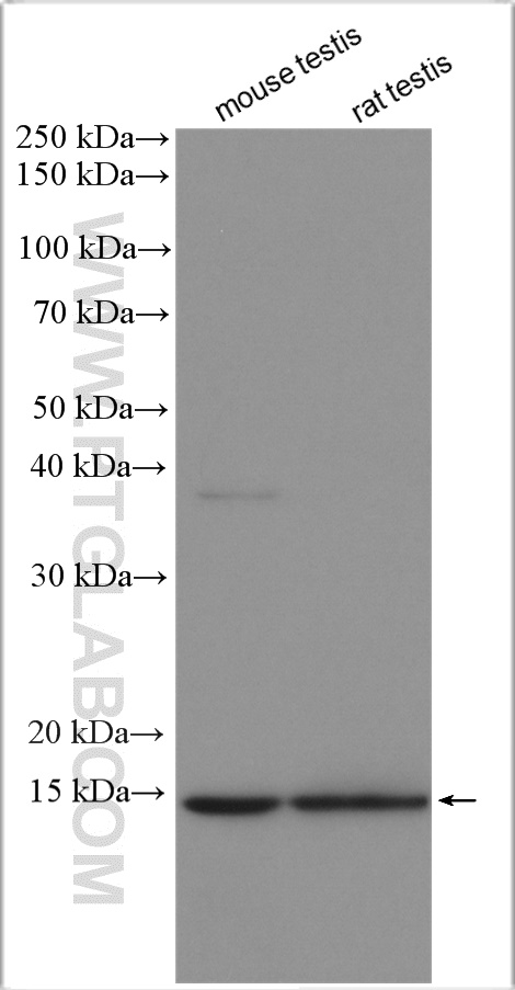 WB analysis using 11179-1-AP