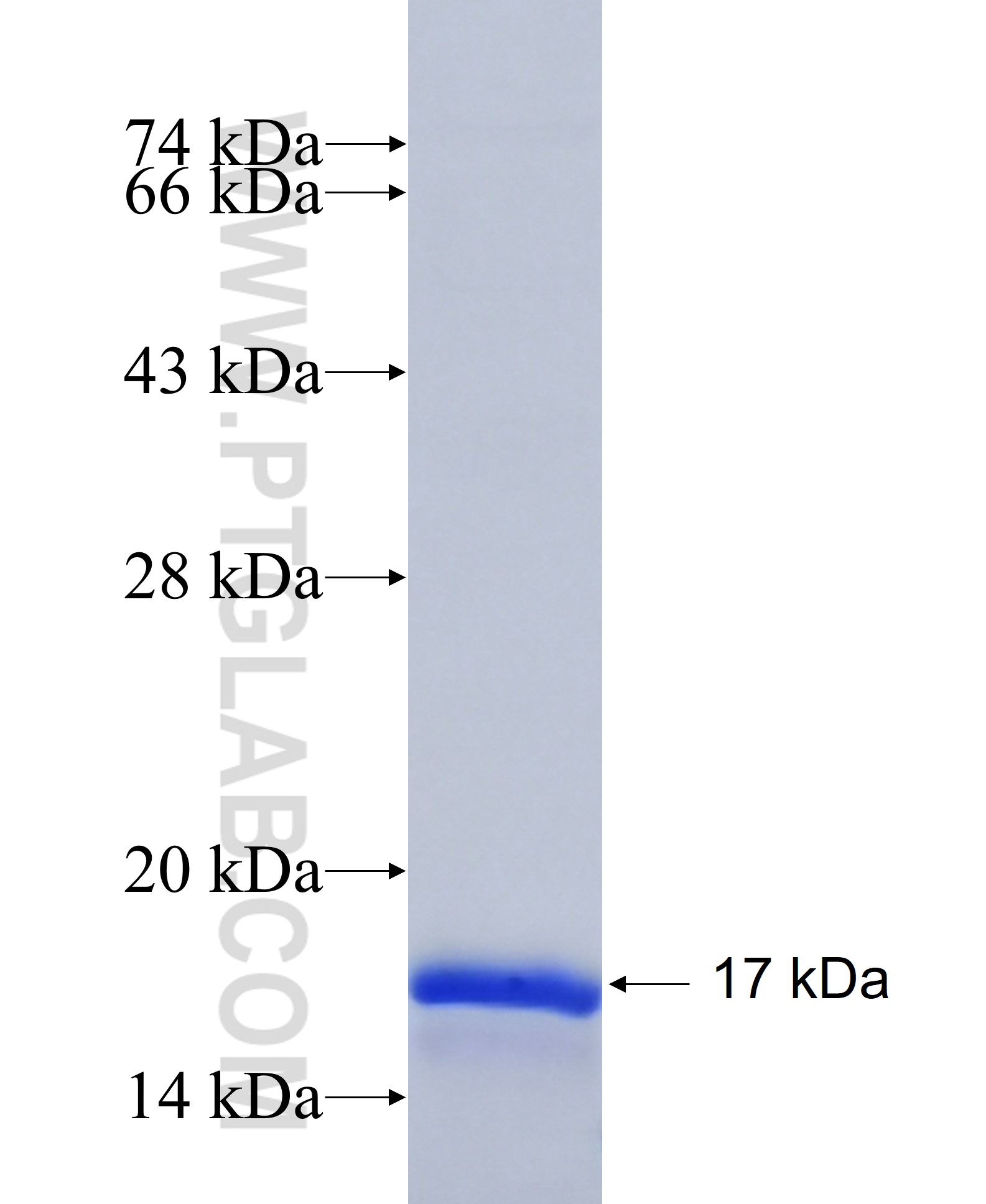 TIMM8A fusion protein Ag33190 SDS-PAGE