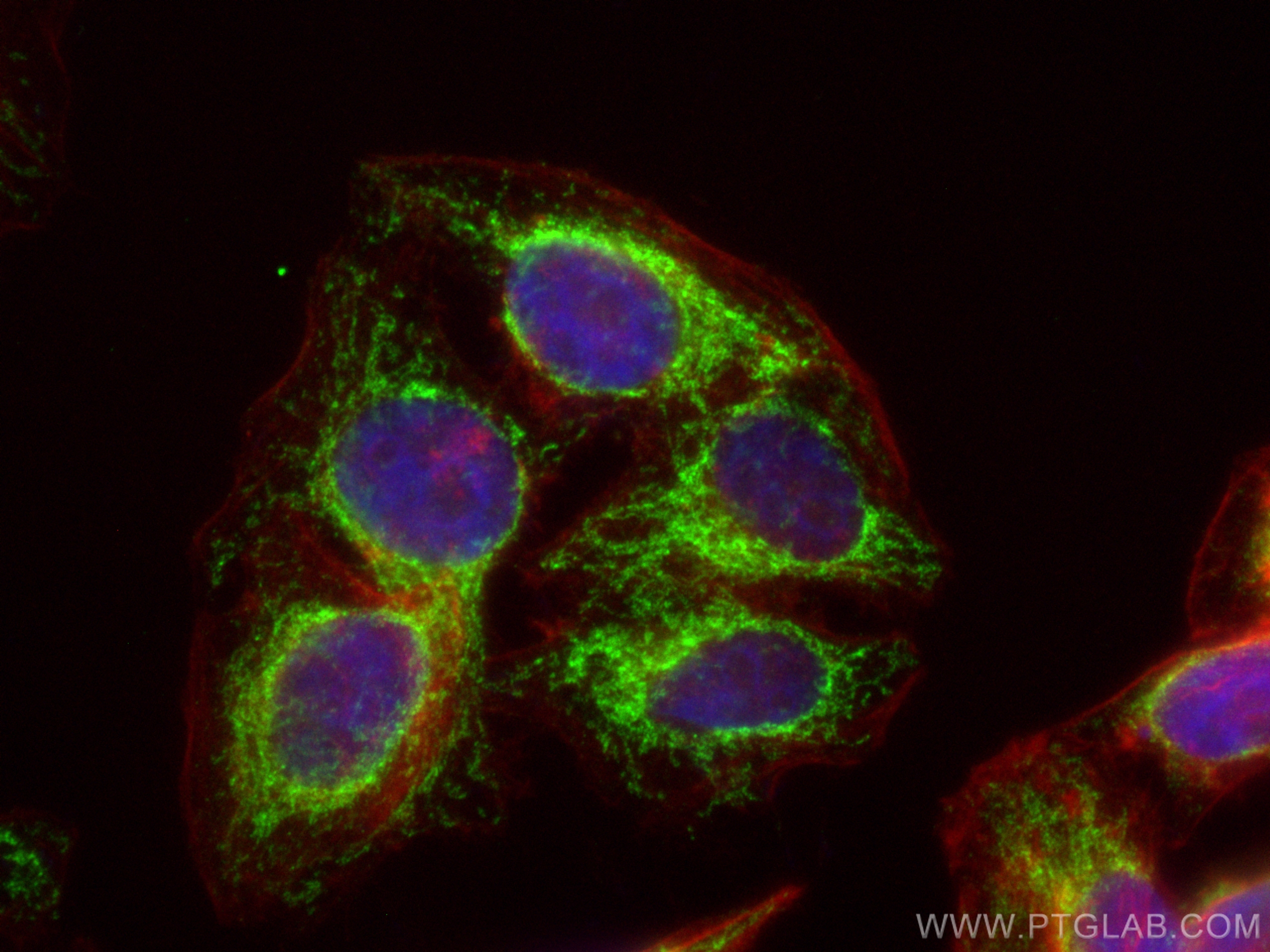 IF Staining of HepG2 using CL488-11479