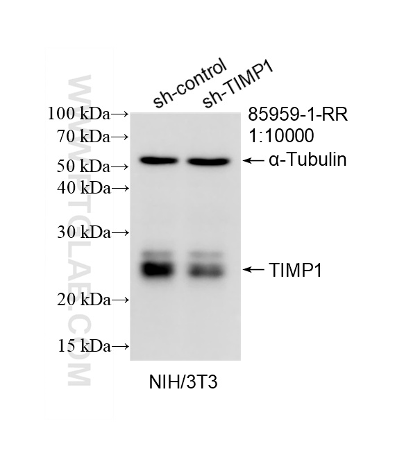 WB analysis of NIH/3T3 using 85959-1-RR