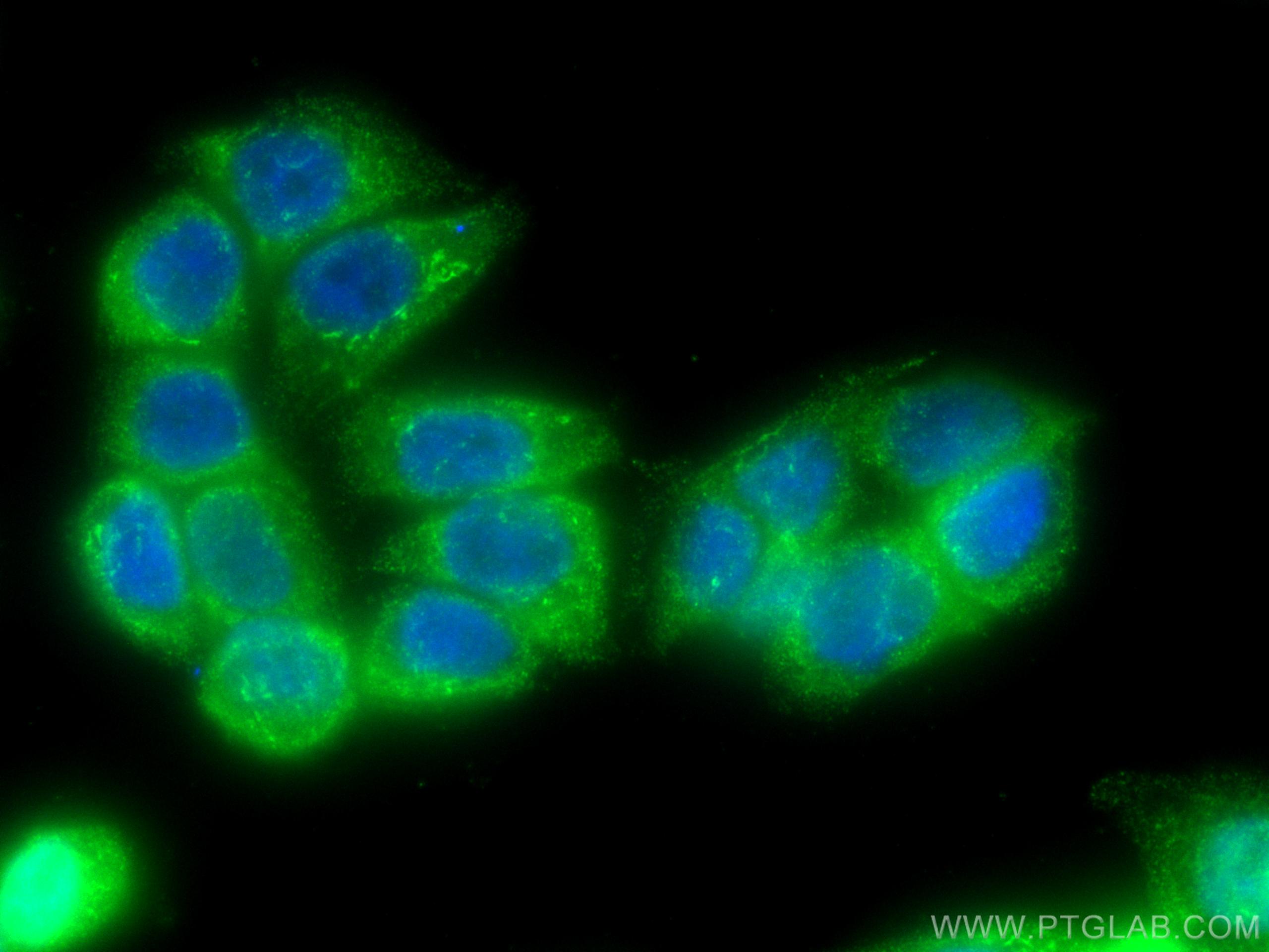 IF Staining of HT-29 using 16644-1-AP