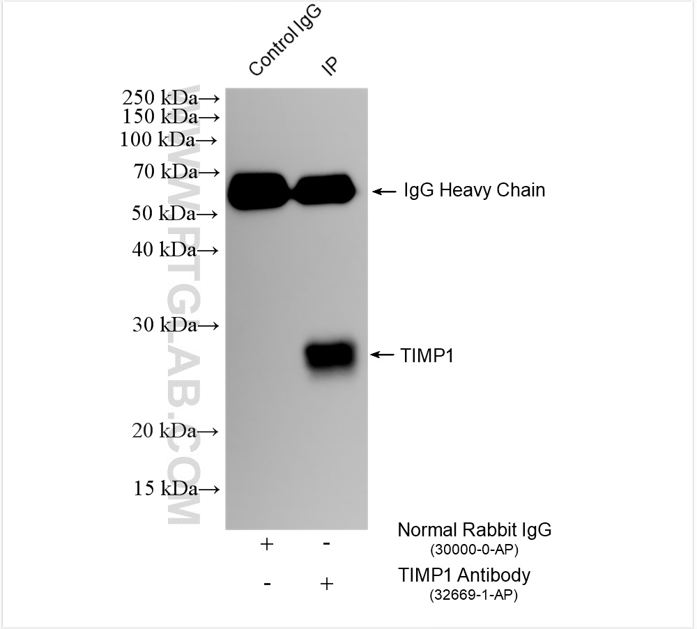 IP experiment of rat lung using 32669-1-AP
