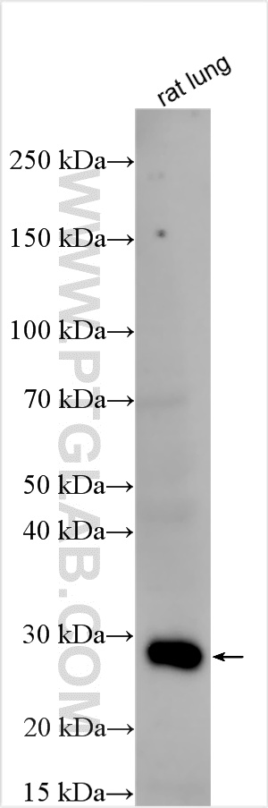 WB analysis using 32669-1-AP