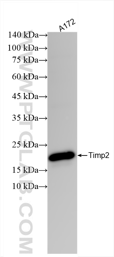 WB analysis of A172 using 85882-2-RR