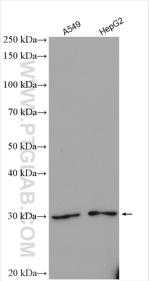 WB analysis using 16230-1-AP