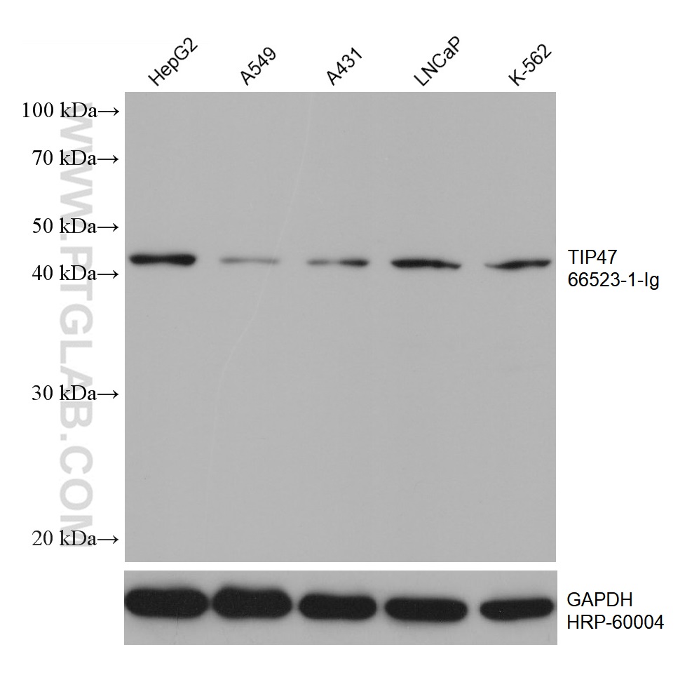 WB analysis using 66523-1-Ig (same clone as 66523-1-PBS)