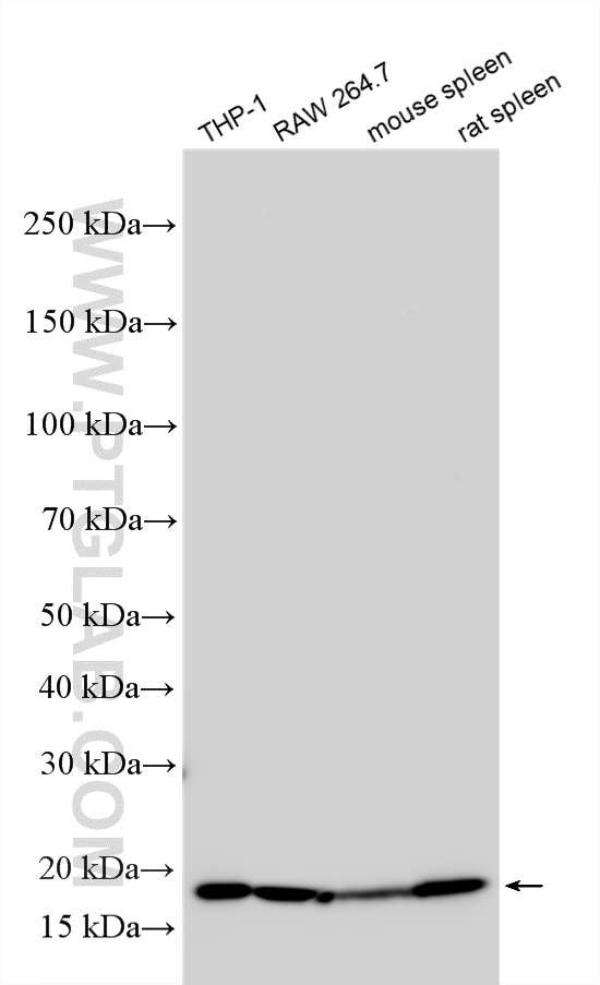 WB analysis using RMX00083 WB analysis using RMX00083