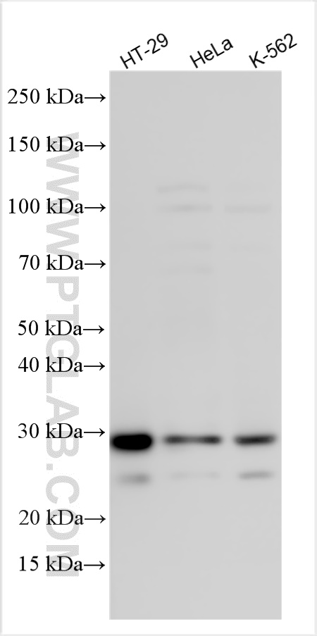 WB analysis using 26563-1-AP