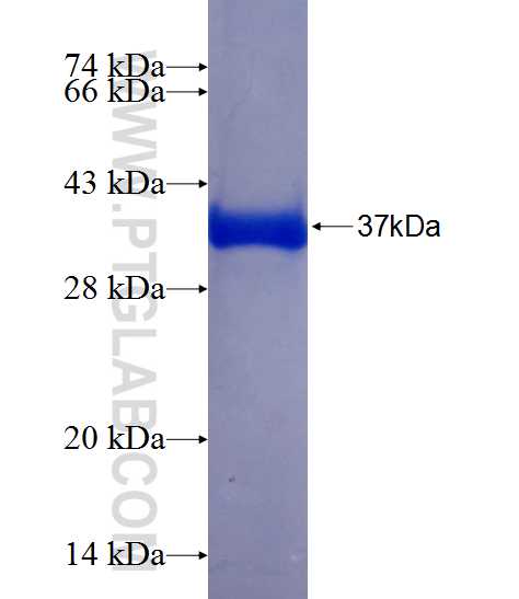 TIRAP fusion protein Ag24230 SDS-PAGE