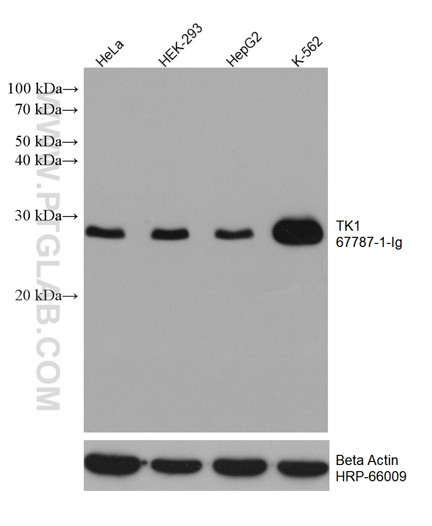 WB analysis using 67787-1-Ig