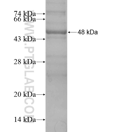 TK2 fusion protein Ag20084 SDS-PAGE TK2 fusion protein Ag20084 SDS-PAGE