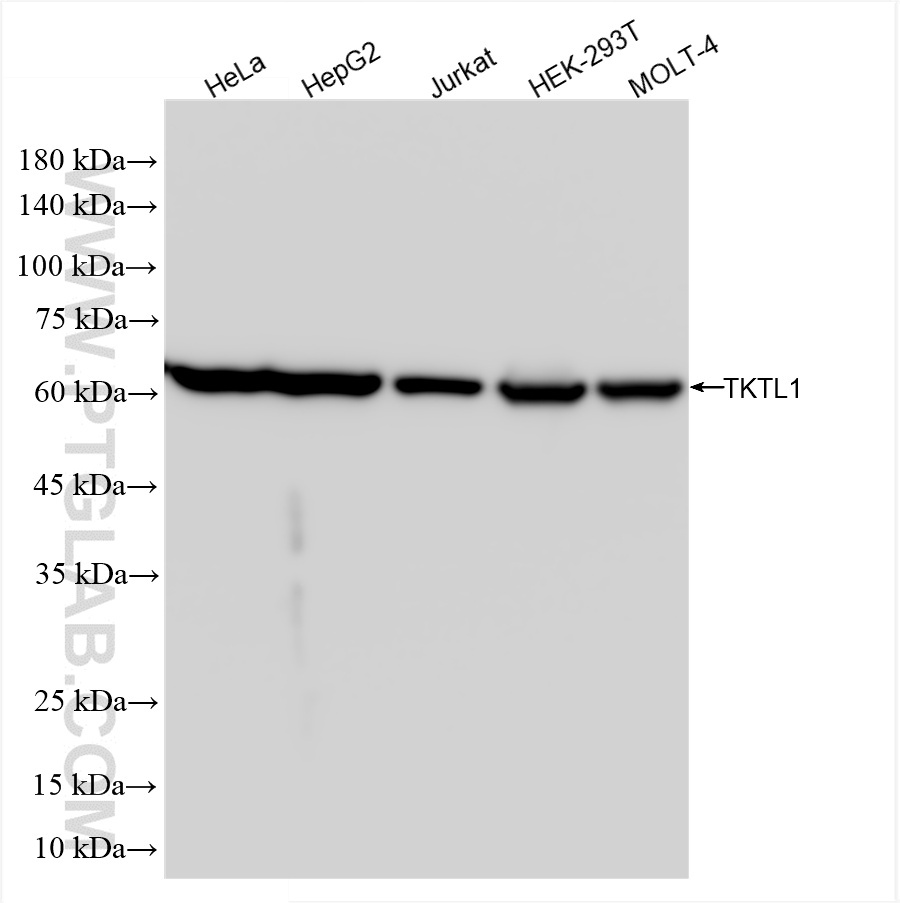 WB analysis using 85877-1-RR