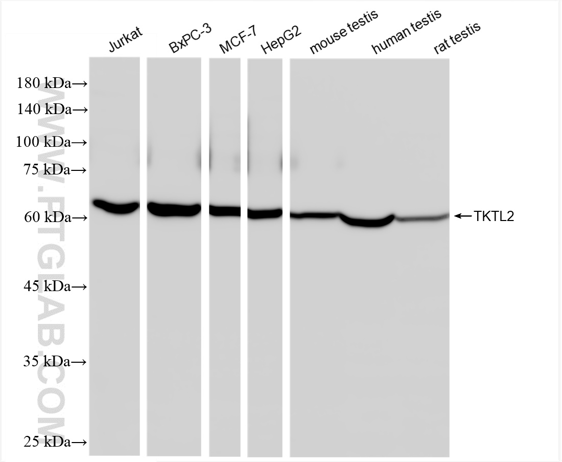 WB analysis using 85612-3-RR