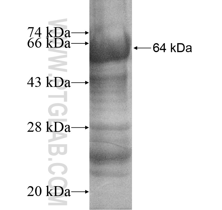 TKTL2 fusion protein Ag10884 SDS-PAGE