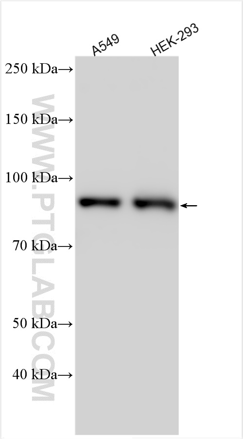 WB analysis using 22093-1-AP