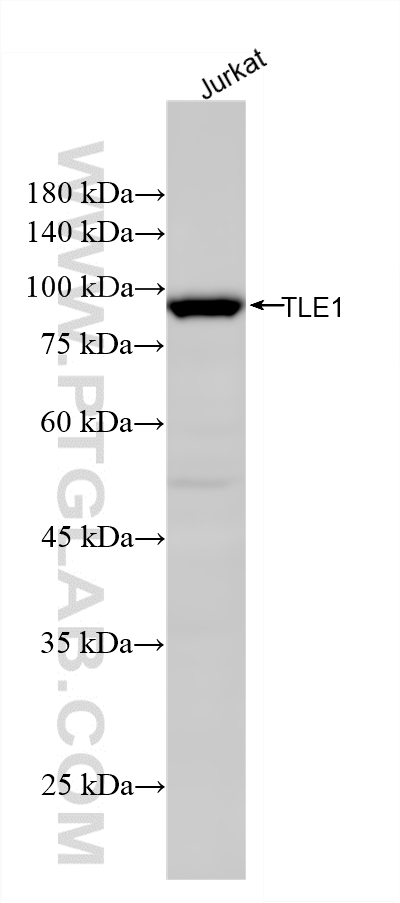 Jurkat cells were subjected to SDS PAGE followed by western blot with <a class='green' href='/productredirect?CatalogNo=87332-1-RR' target='_blank'>87332-1-RR</a> (TLE1 antibody) at dilution of 1:3000 incubated at room temperature for 1.5 hours. This data was developed using the same antibody clone with 87332-1-PBS in a different storage buffer formulation. WB analysis of Jurkat using 87332-1-RR (same clone as 87332-1-PBS)