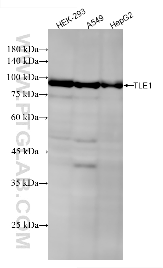 Various lysates were subjected to SDS PAGE followed by western blot with <a class='green' href='/productredirect?CatalogNo=87332-1-RR' target='_blank'>87332-1-RR</a> (TLE1 antibody) at dilution of 1:3000 incubated at room temperature for 1.5 hours. This data was developed using the same antibody clone with 87332-1-PBS in a different storage buffer formulation. WB analysis using 87332-1-RR (same clone as 87332-1-PBS)