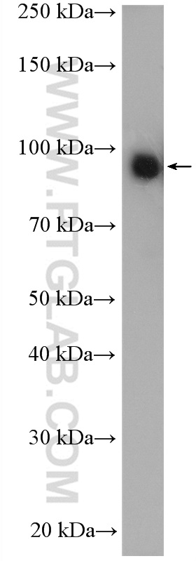 WB analysis of HEK-293 using 22094-1-AP