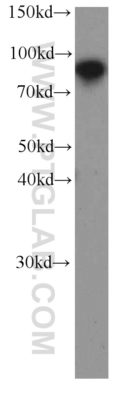 WB analysis of HEK-293 using 66083-1-Ig (same clone as 66083-1-PBS)