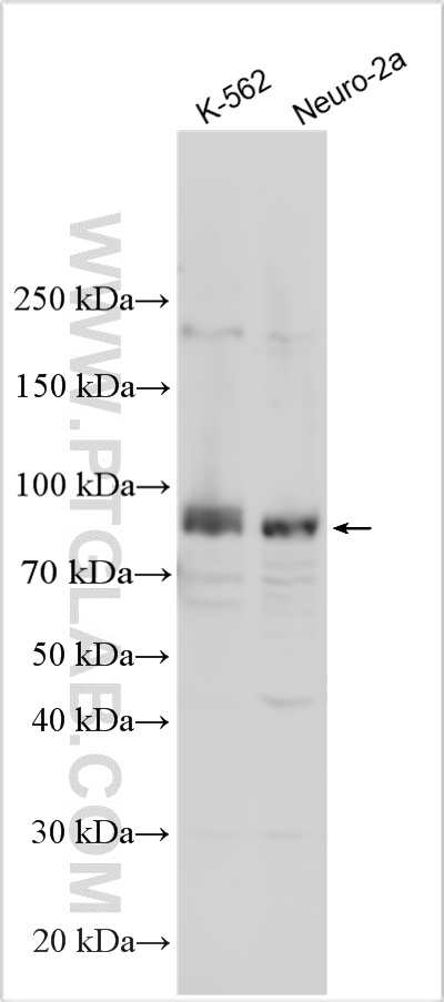 WB analysis using 30959-1-AP