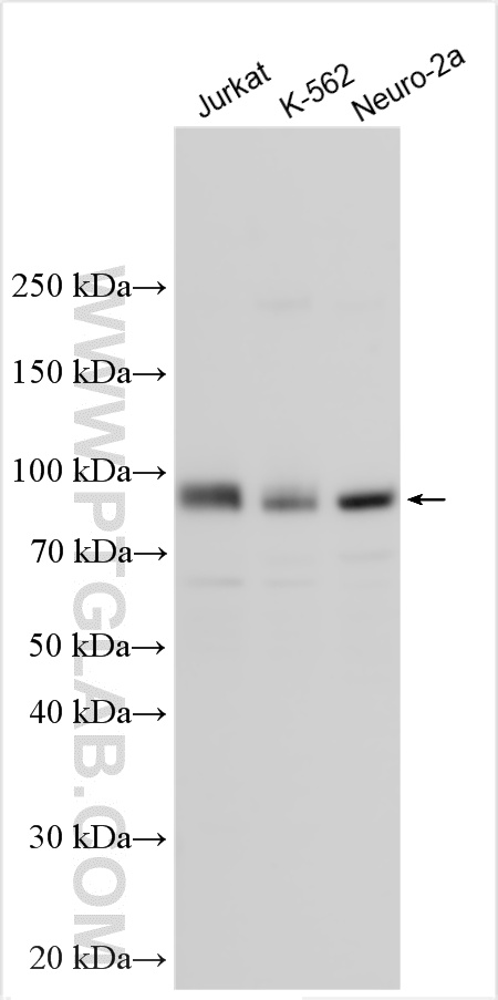 WB analysis using 30959-1-AP