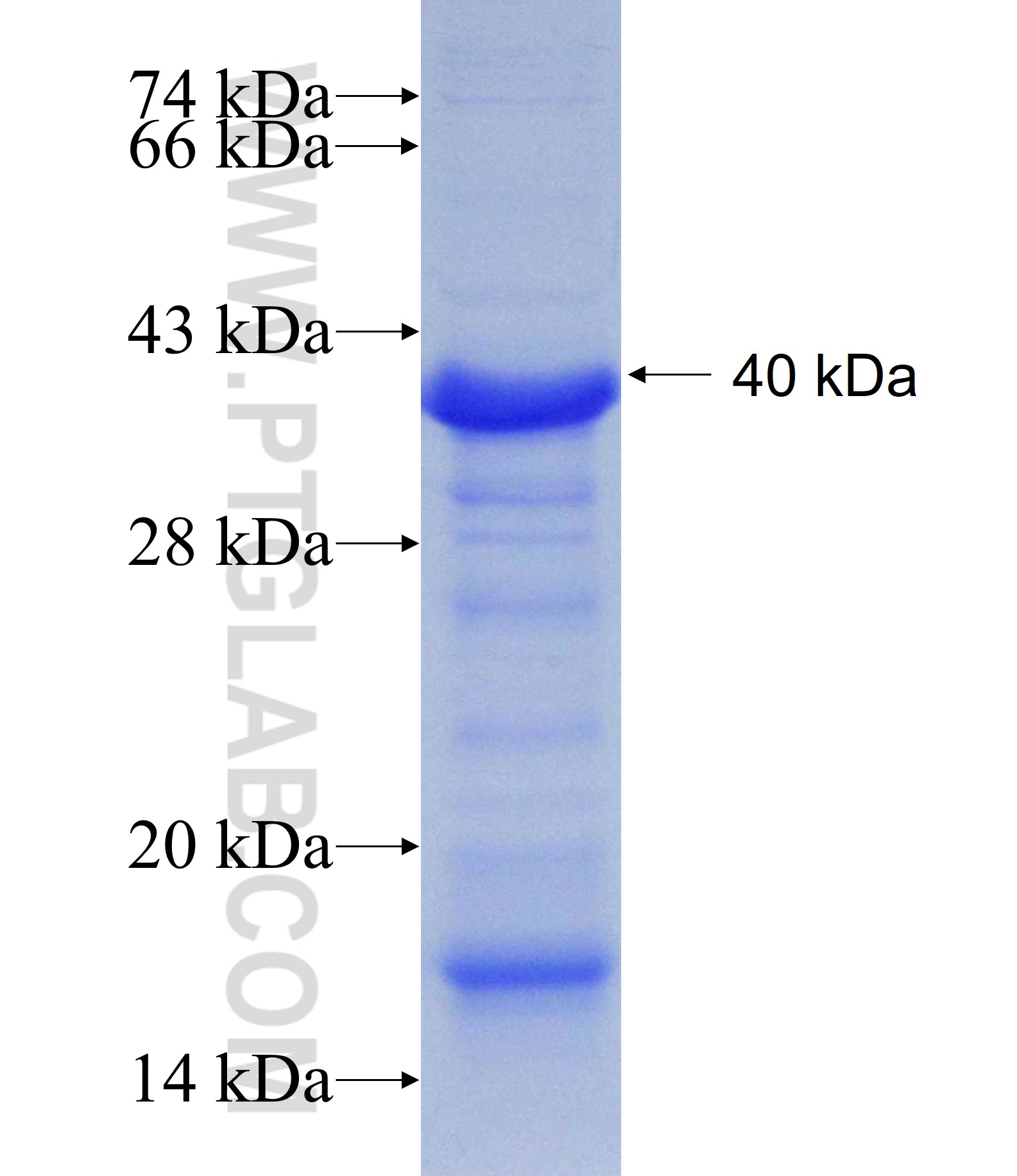 TLL1 fusion protein Ag13639 SDS-PAGE