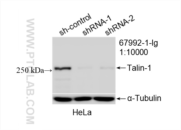WB analysis of HeLa using 67992-1-Ig (same clone as 67992-1-PBS)