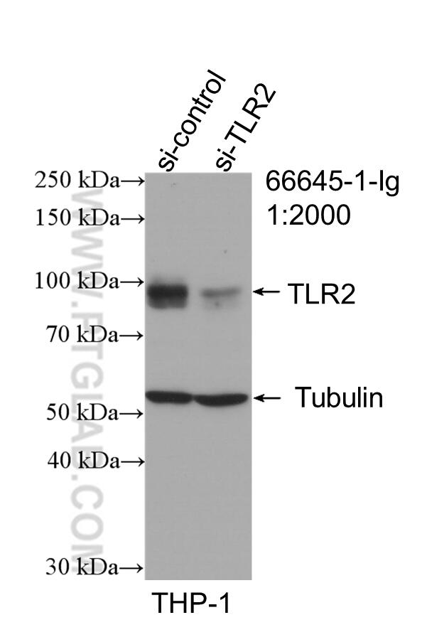 WB analysis of THP-1 using 66645-1-Ig