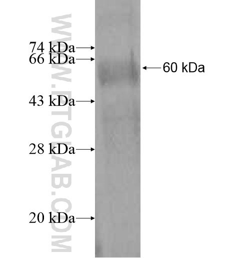 TLR3 fusion protein Ag12171 SDS-PAGE