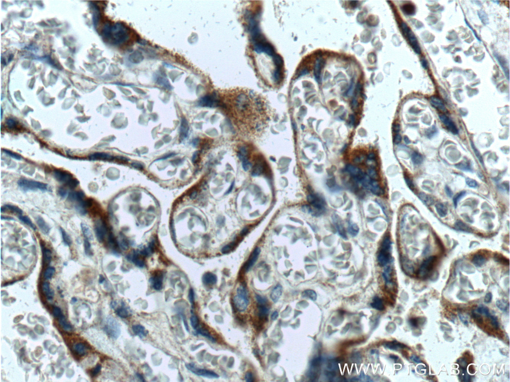 IHC staining of human placenta using 19811-1-AP