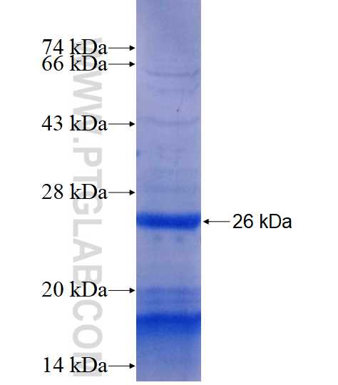 TLR4 fusion protein Ag13857 SDS-PAGE