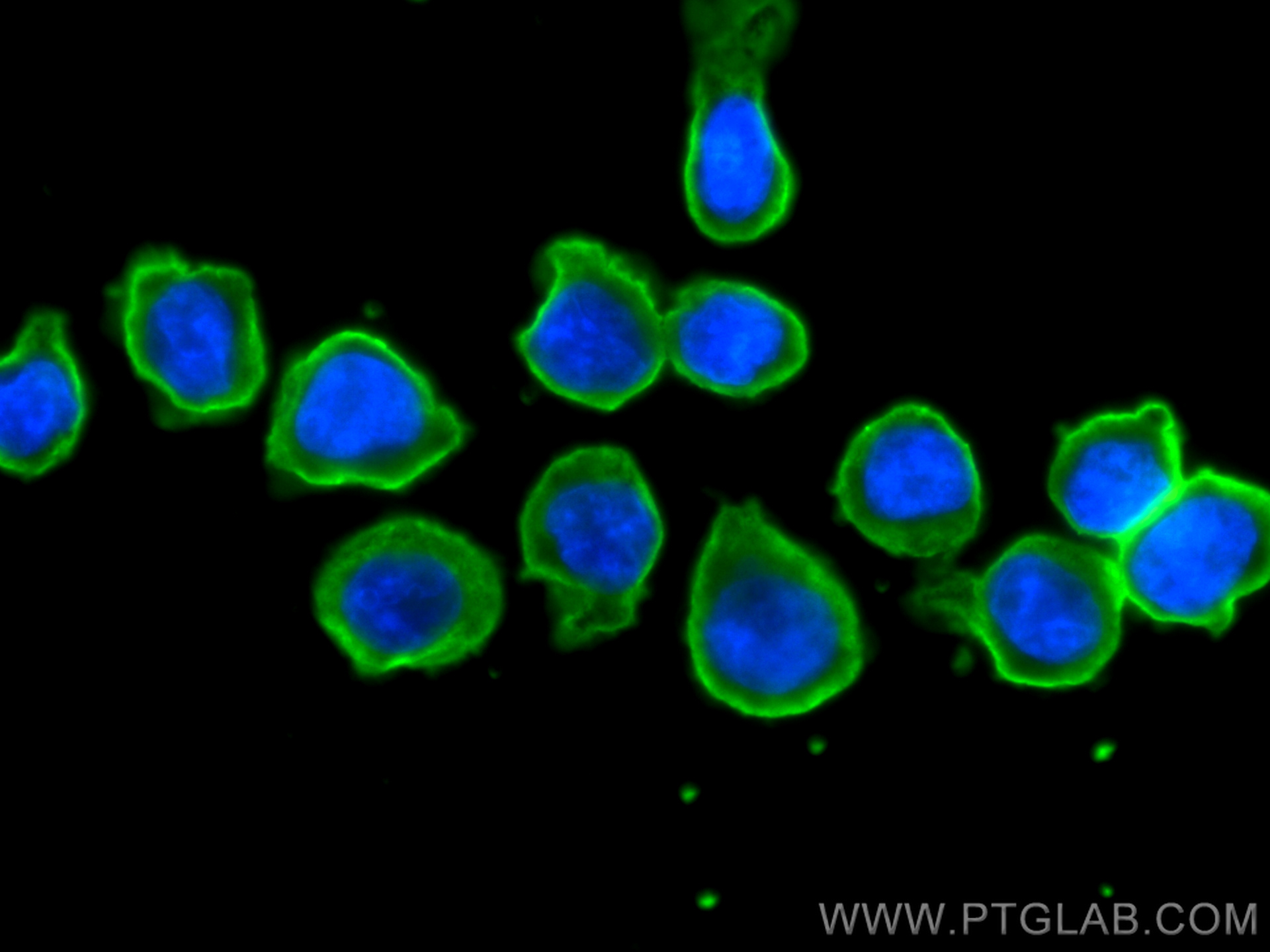 IF Staining of THP-1 using 66570-1-Ig