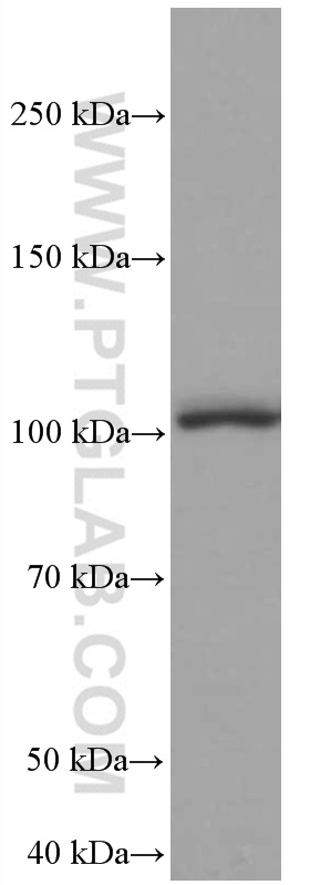 TLR5