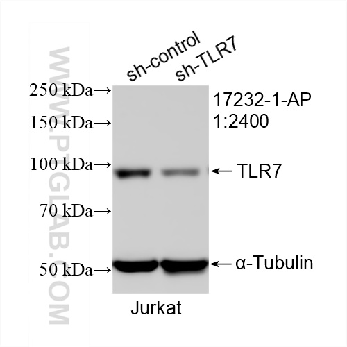 WB analysis of Jurkat using 17232-1-AP