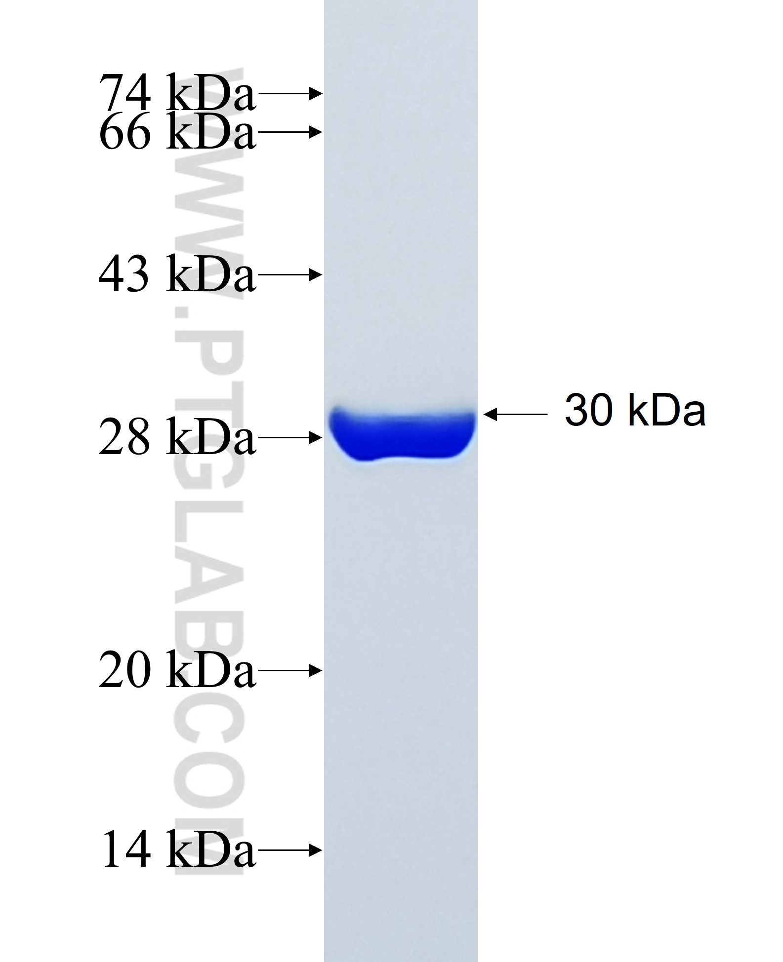 TLX2 fusion protein Ag24957 SDS-PAGE