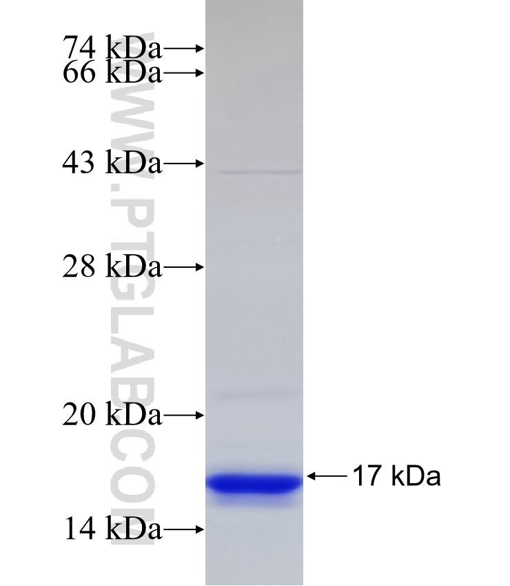TLX3 fusion protein Ag33052 SDS-PAGE TLX3 fusion protein Ag33052 SDS-PAGE