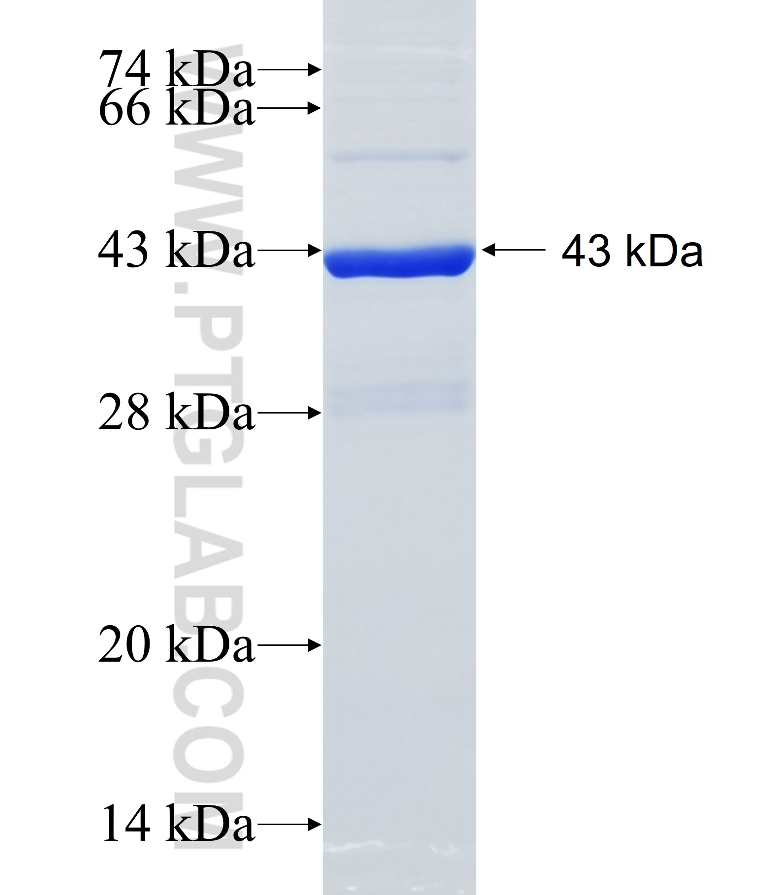 TM2D3 fusion protein Ag24924 SDS-PAGE TM2D3 fusion protein Ag24924 SDS-PAGE