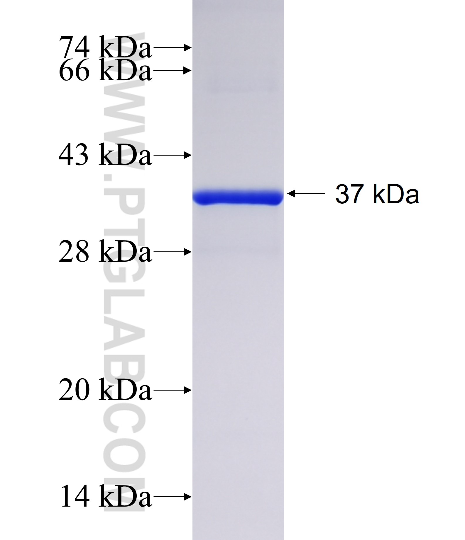 TM2D3 fusion protein Ag39900 SDS-PAGE TM2D3 fusion protein Ag39900 SDS-PAGE