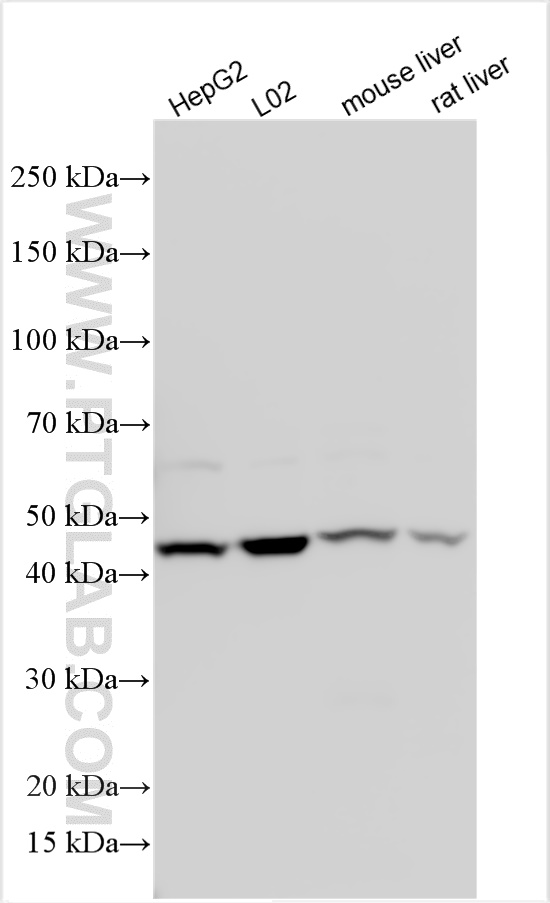 WB analysis using 27671-1-AP